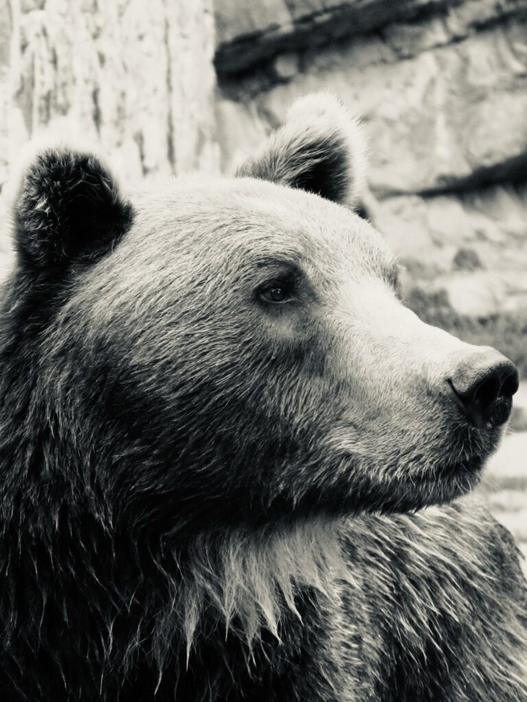 Han sur Lesse, Belgique, détail photographique en noir et blanc